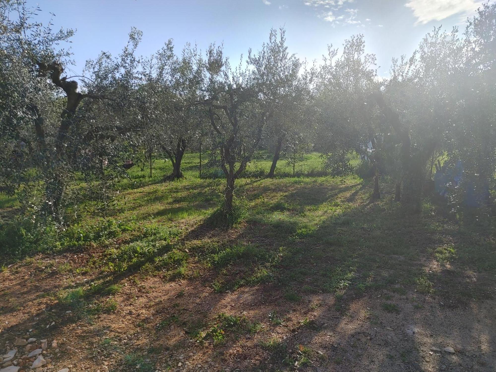 Novigrad Istria Cattleya 아파트 외부 사진